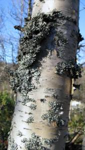Silver birch tree. Source: my own photograph. 