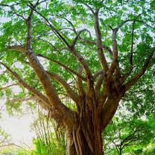 The Cabreuva tree. Source: purenature.co.nz